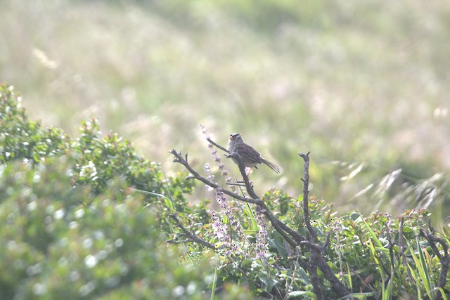 White-crowned Sparrow