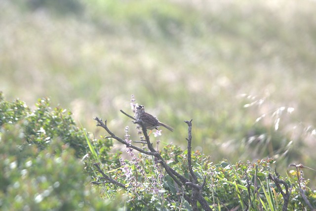 White-crowned Sparrow