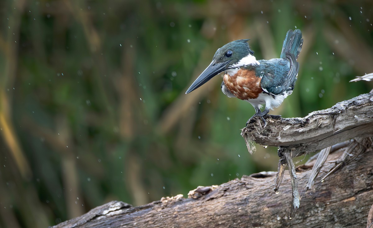 Amazon Kingfisher - ML657233610