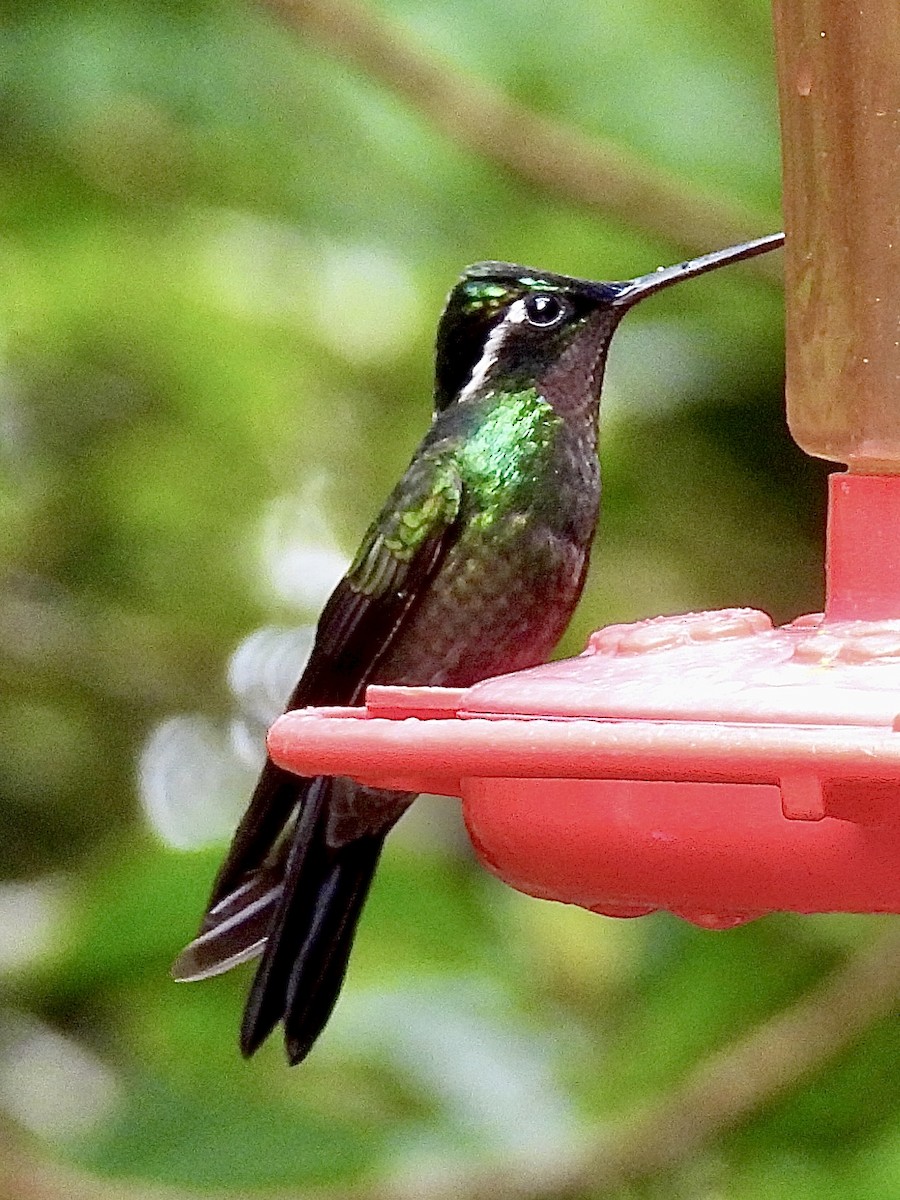 Purple-throated Mountain-gem - ML657233882