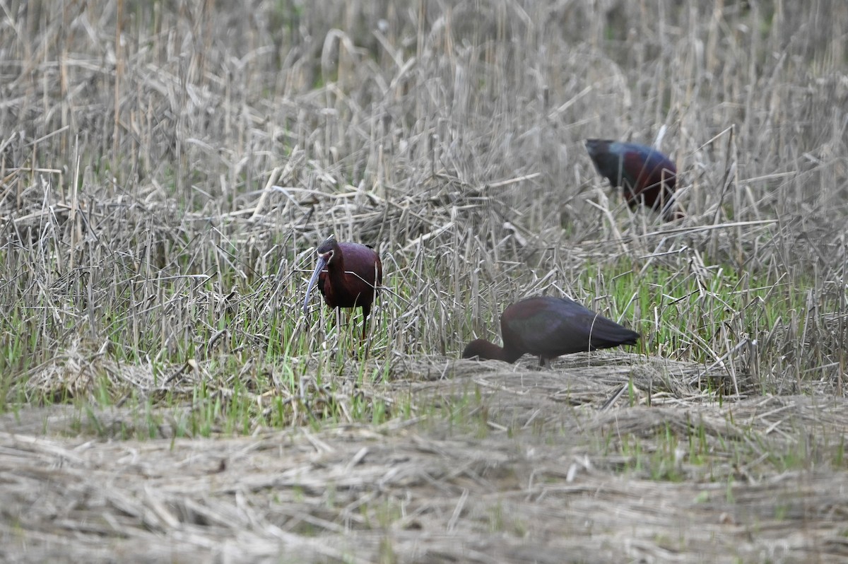 White-faced Ibis - ML657234119