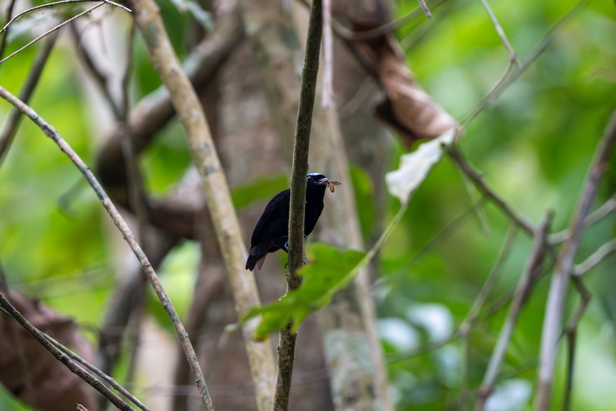 Velvety Manakin - ML657234337