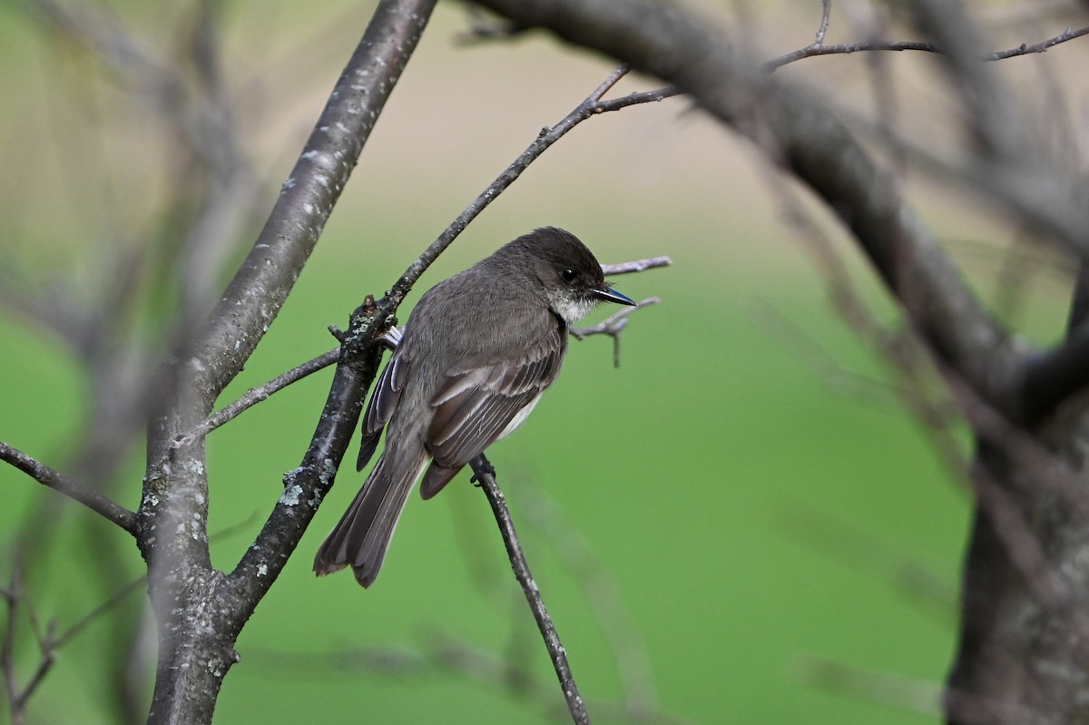 Eastern Phoebe - ML657234616