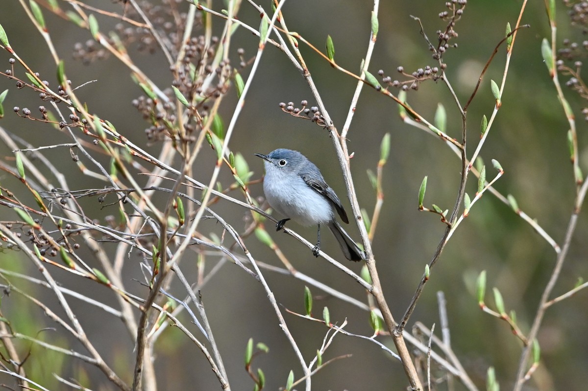 Blue-gray Gnatcatcher (Eastern) - ML657234658