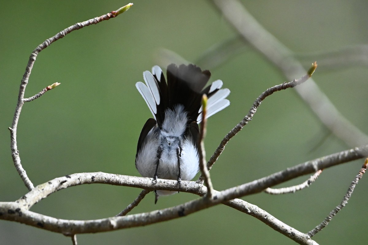 Blue-gray Gnatcatcher (Eastern) - ML657234685
