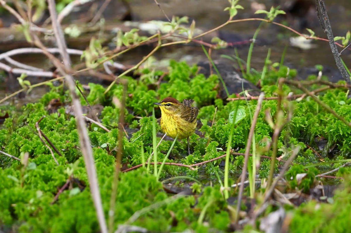 Palm Warbler (Yellow) - ML657234731