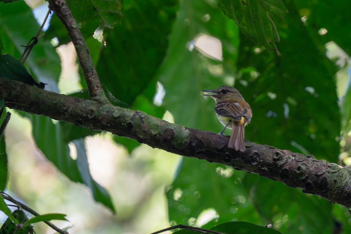 Bright-rumped Attila - ML657234779