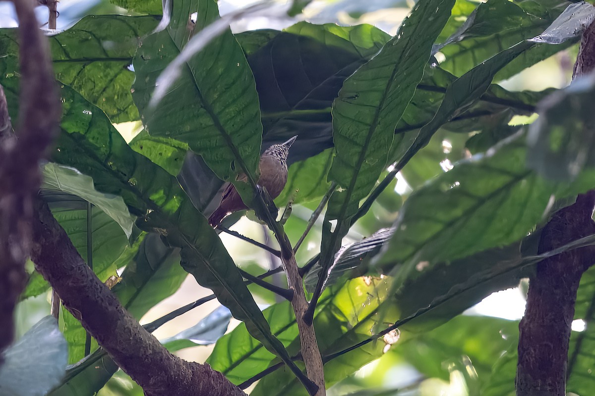 Checker-throated Stipplethroat - ML657234835