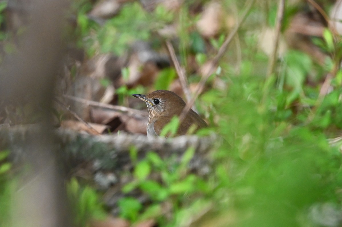 Veery - ML657234838