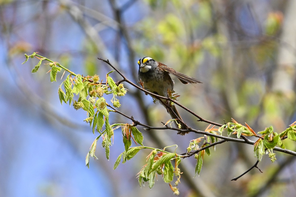 White-throated Sparrow - ML657234875