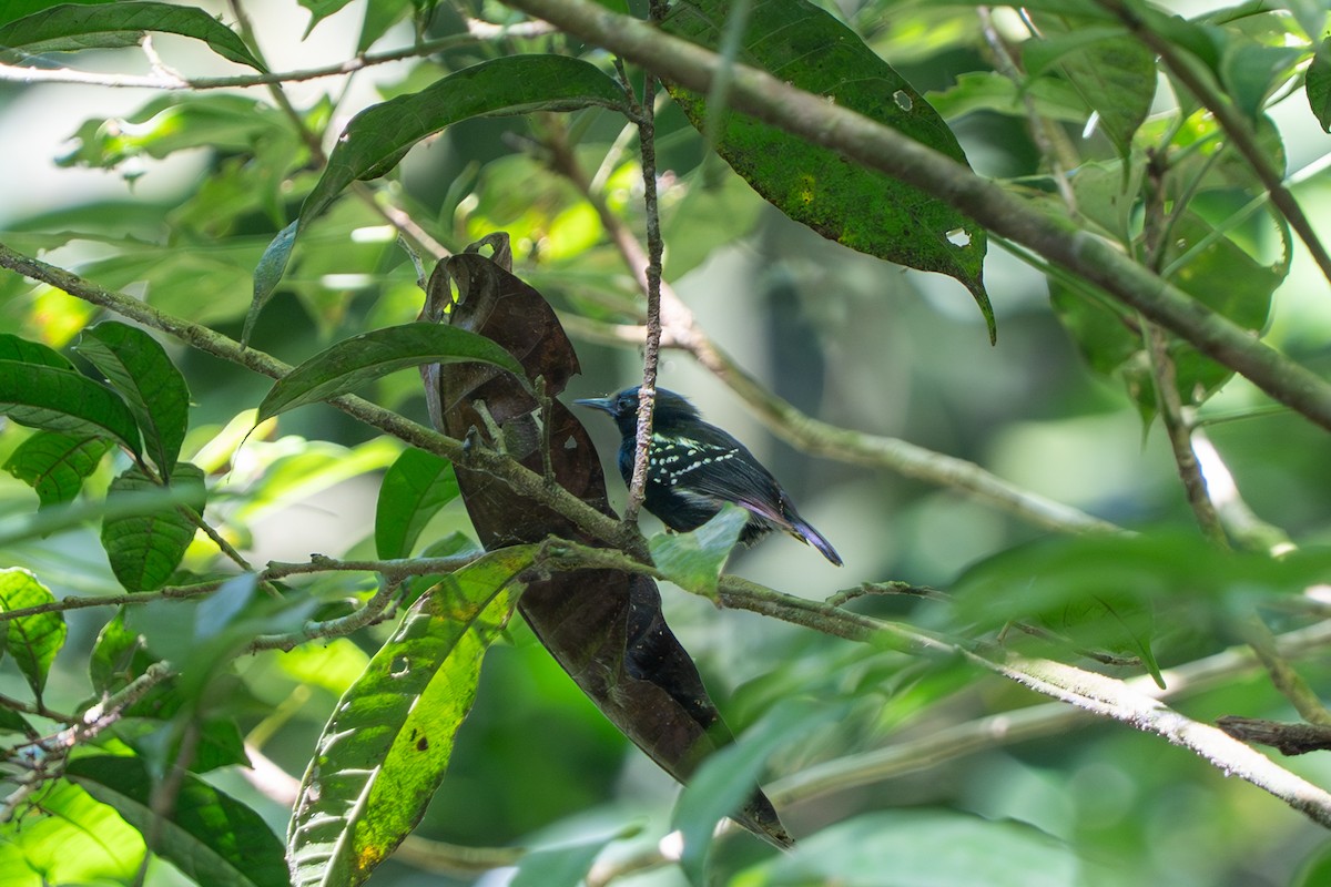 Dot-winged Antwren - ML657234881
