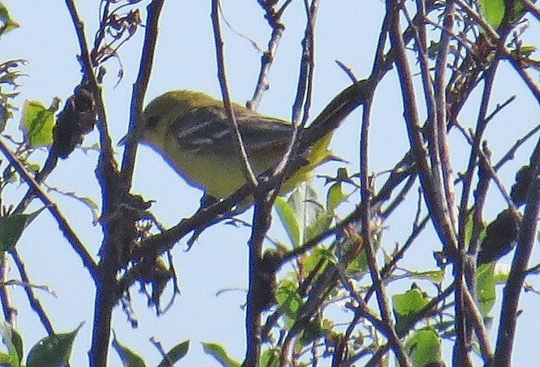 Orchard Oriole - Donald Sutherland