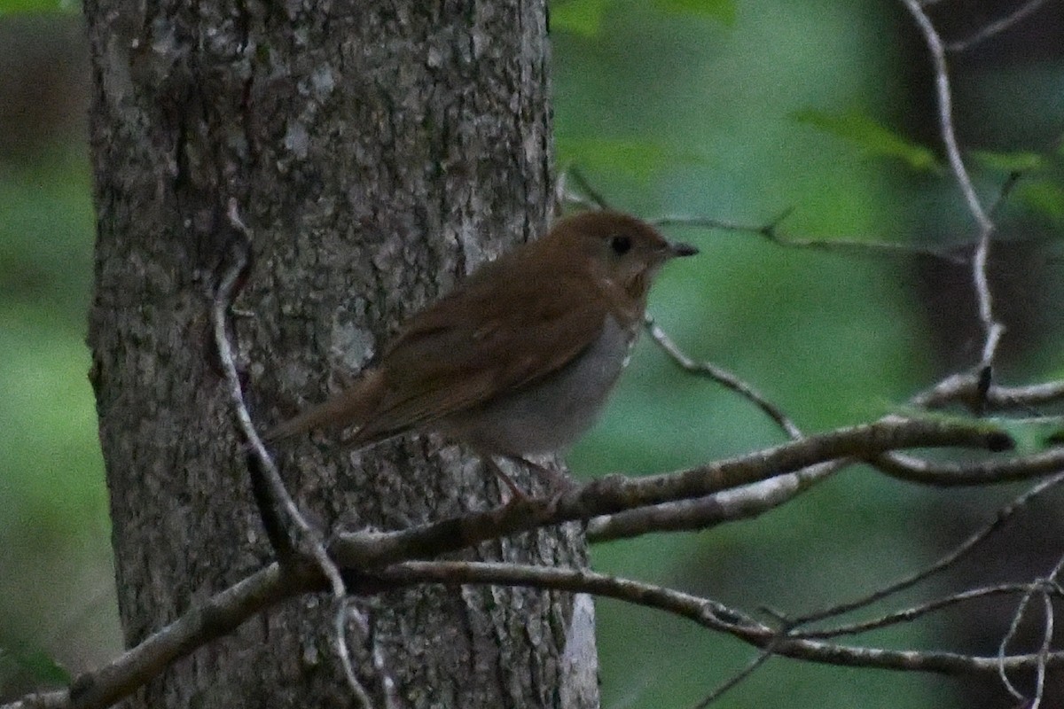Veery - ML657235391