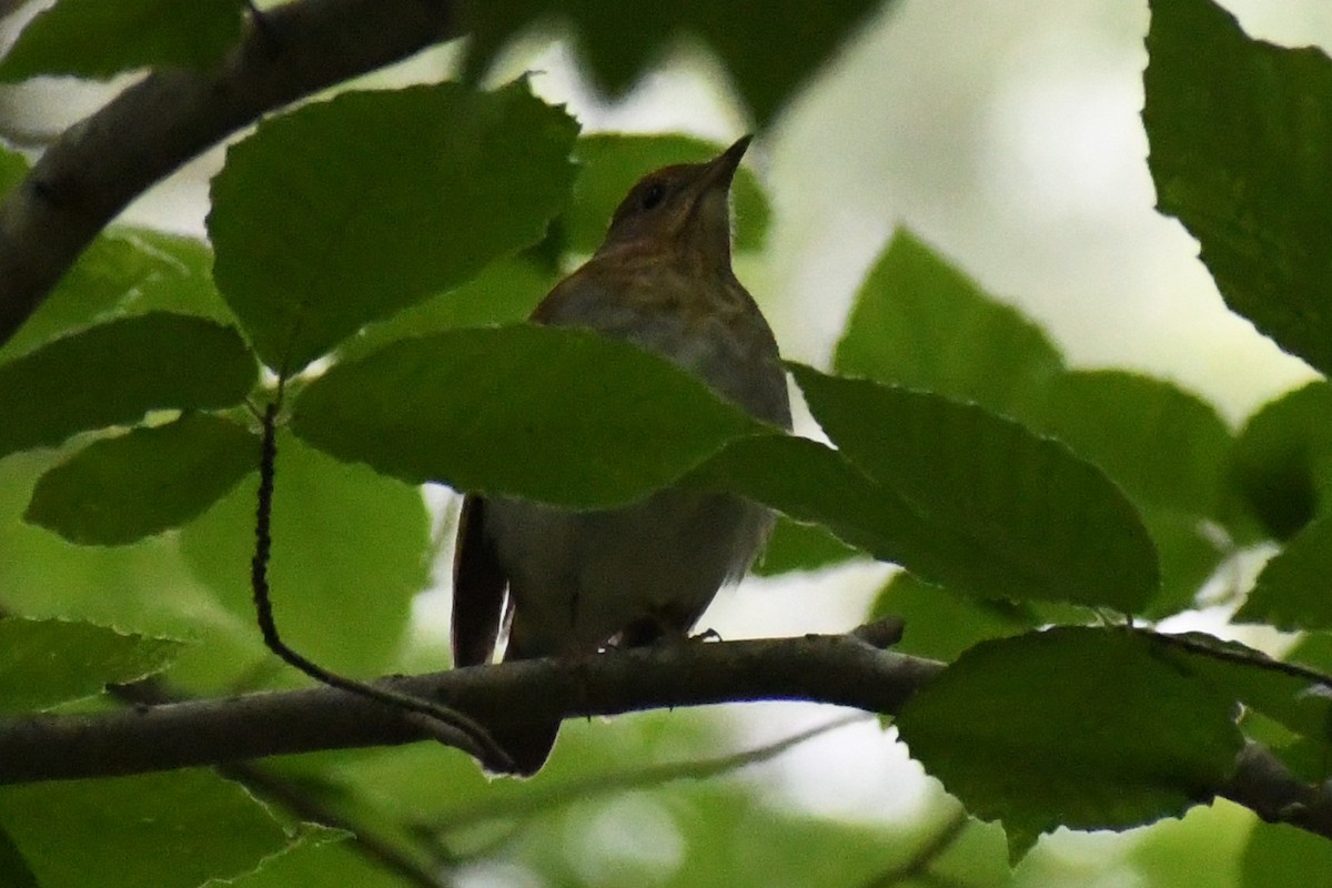 Veery - ML657235392