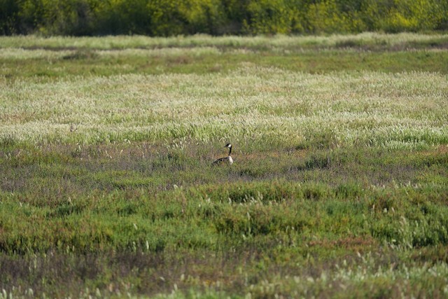 Canada Goose