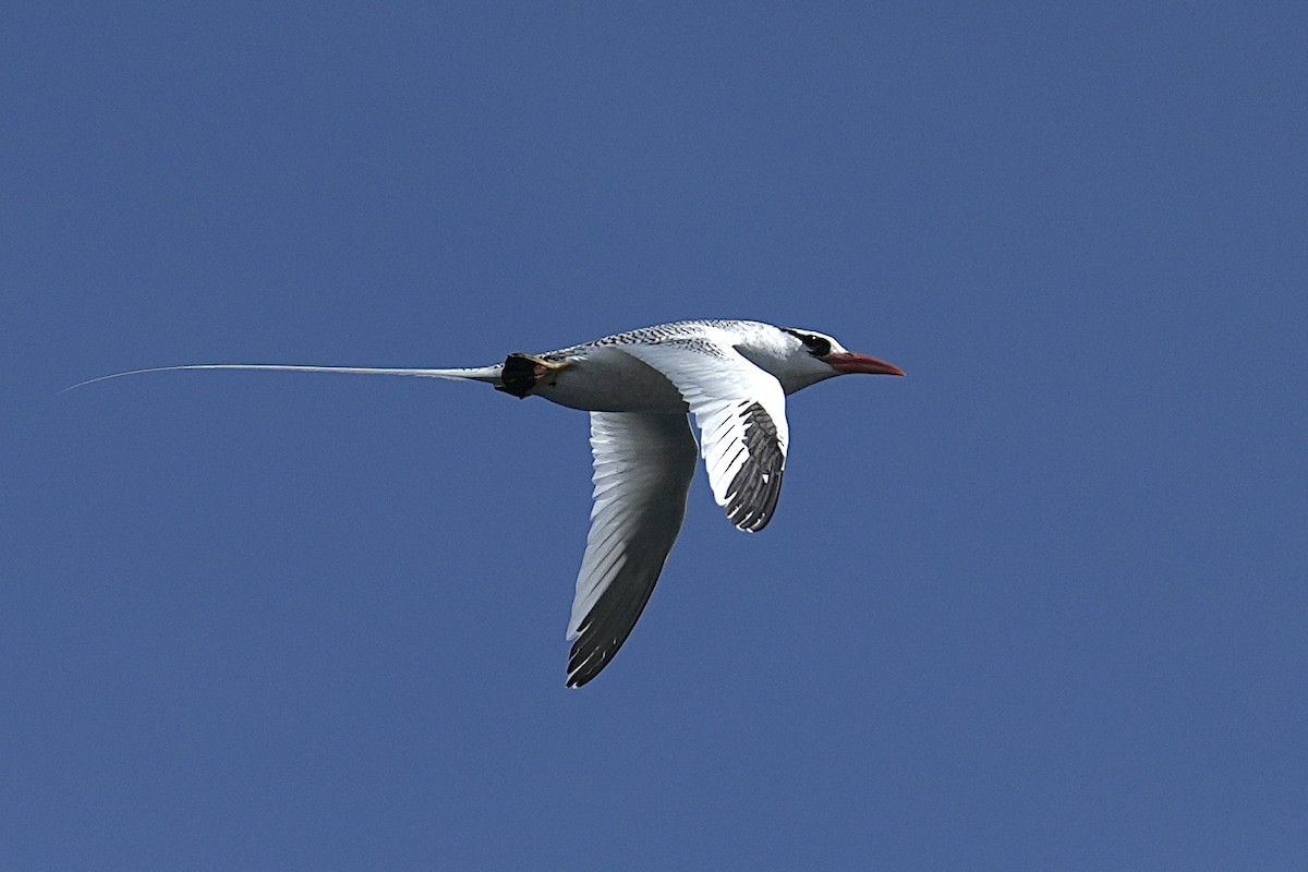 Rabijunco Etéreo - ML657235528