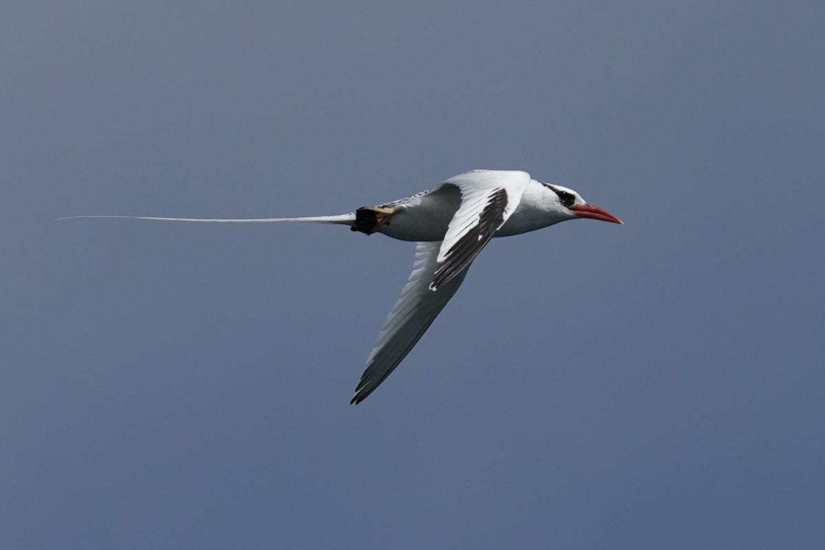 Rabijunco Etéreo - ML657235529