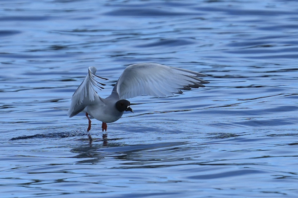Gaviota Tijereta - ML657235585