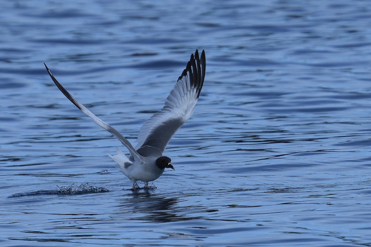 Gaviota Tijereta - ML657235586