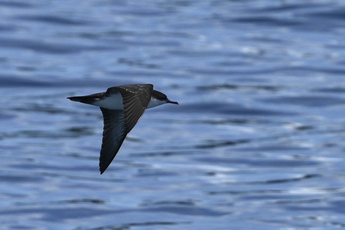 Pardela de Galápagos - ML657235640