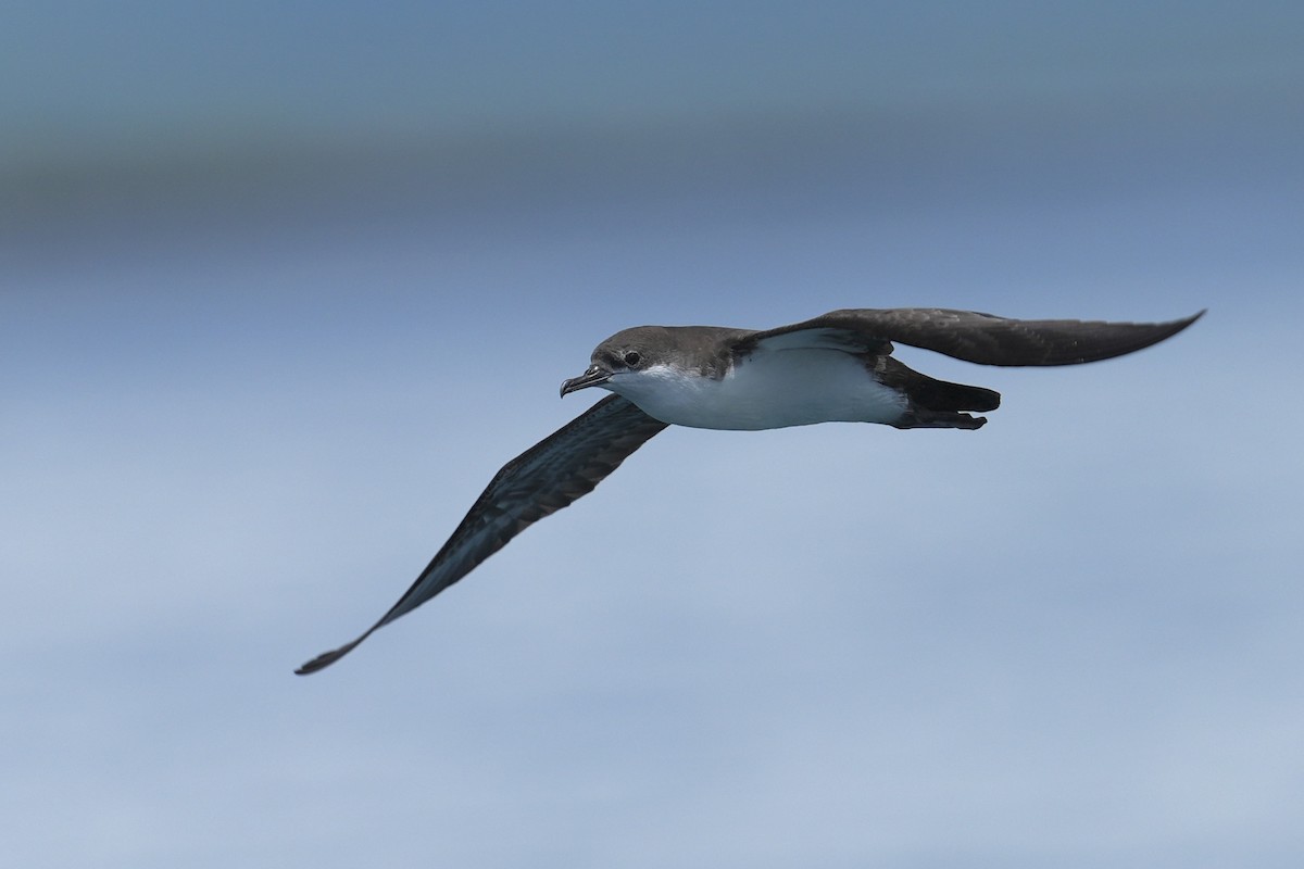 Pardela de Galápagos - ML657235677