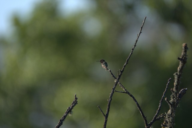 Anna's Hummingbird