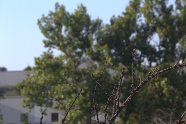 Anna's Hummingbird