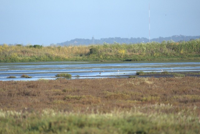 Black-necked Stilt