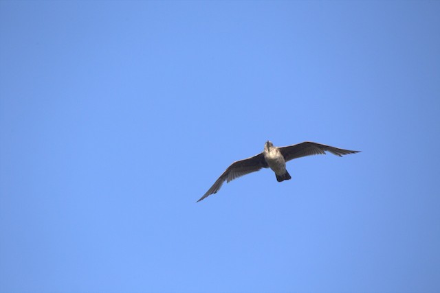 Western Gull