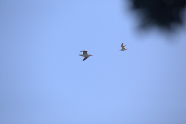 Western Gull