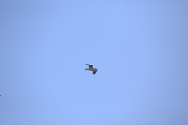 Western Gull