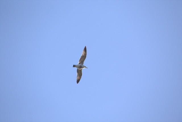 California Gull