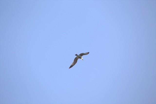 California Gull
