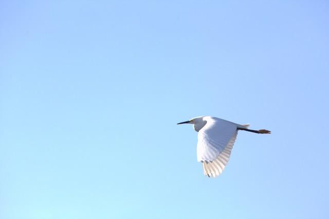 Snowy Egret