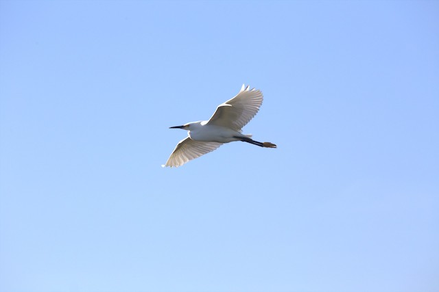 Snowy Egret