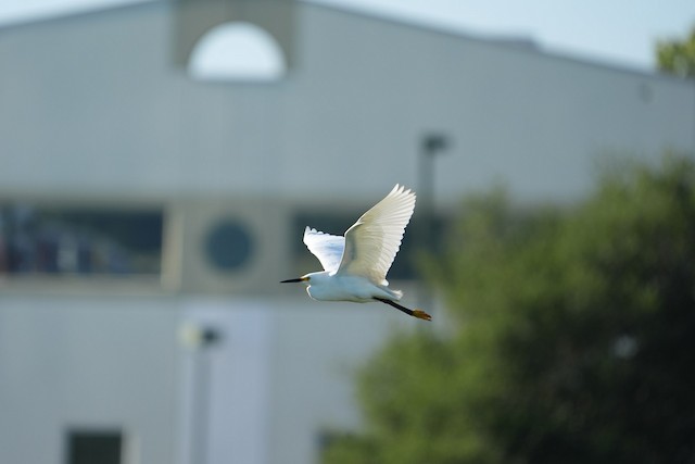 Snowy Egret