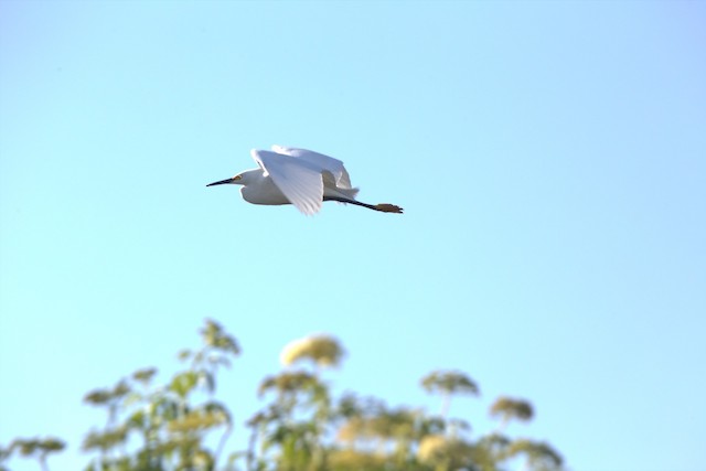Snowy Egret