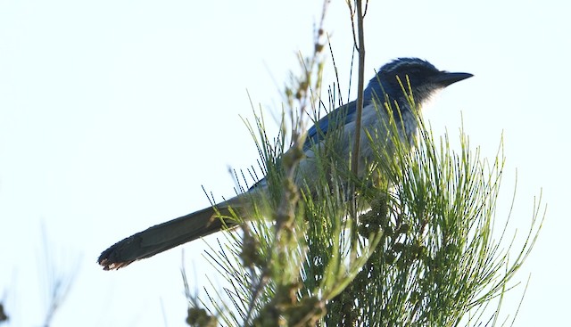 California Scrub-Jay