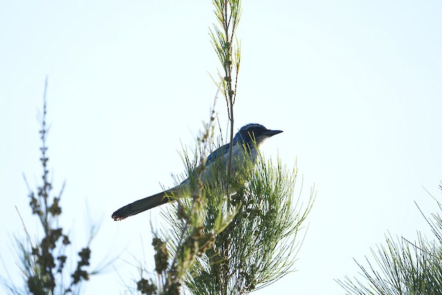 California Scrub-Jay