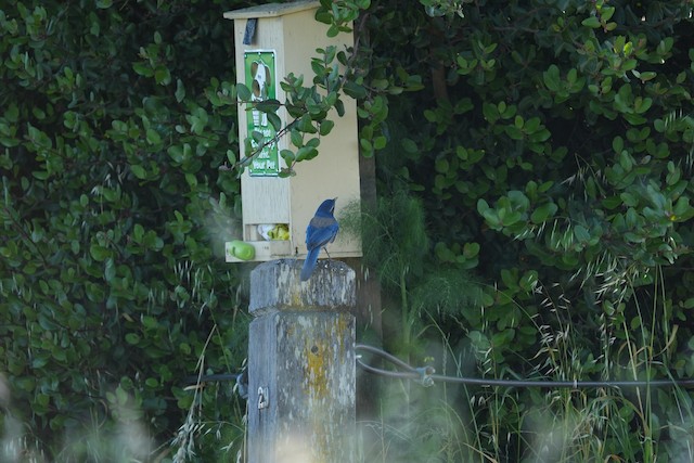 California Scrub-Jay
