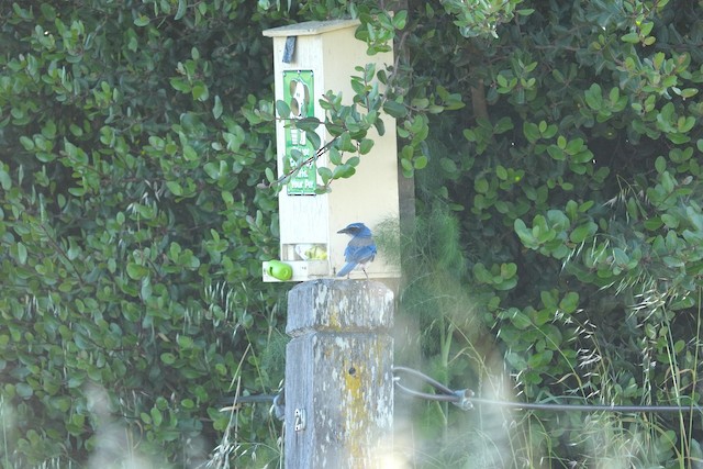 California Scrub-Jay