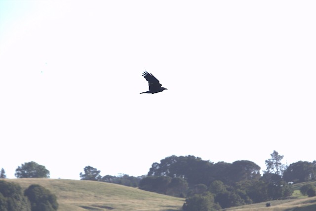 Common Raven
