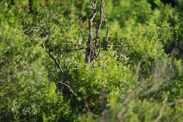 Bushtit