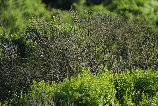 Savannah Sparrow