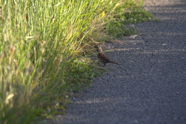 Song Sparrow