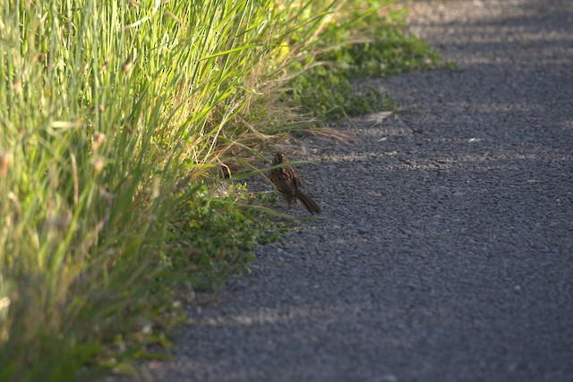 Song Sparrow
