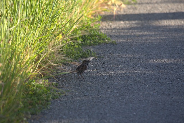 Song Sparrow