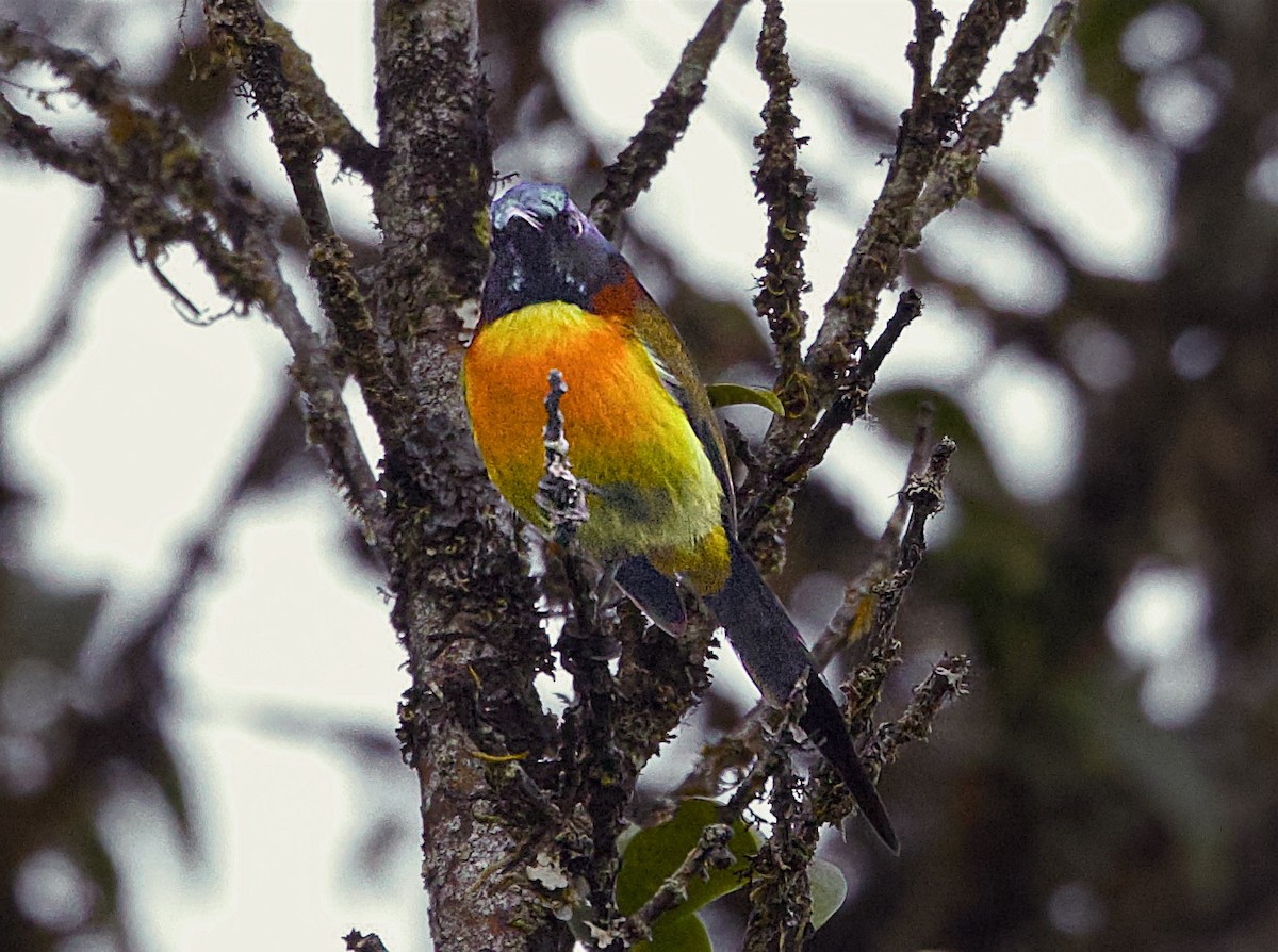 Green-tailed Sunbird - ML657236409