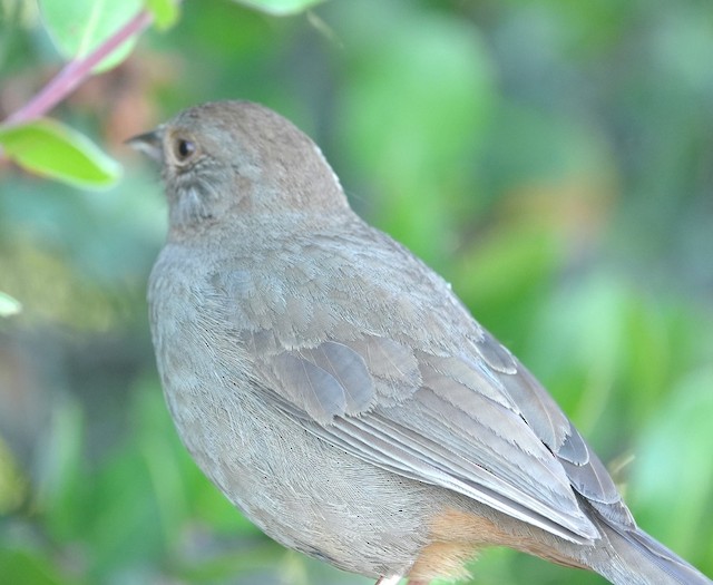 California Towhee