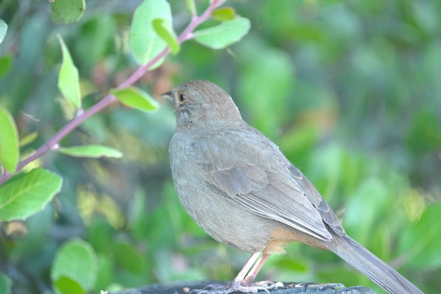 California Towhee